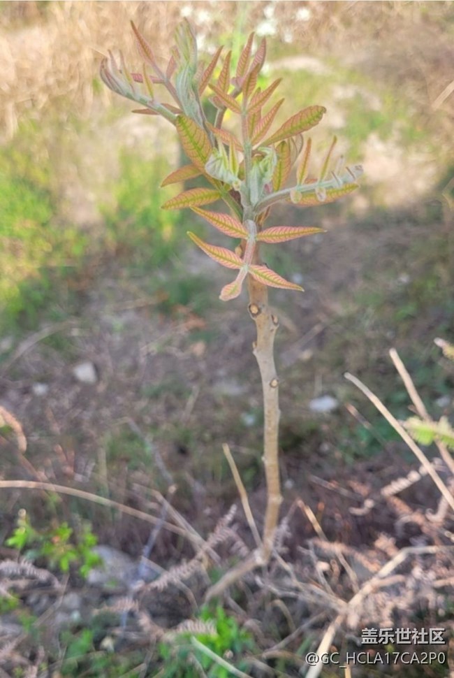 【折疊屏手機(jī)里的春天】一枝獨(dú)秀