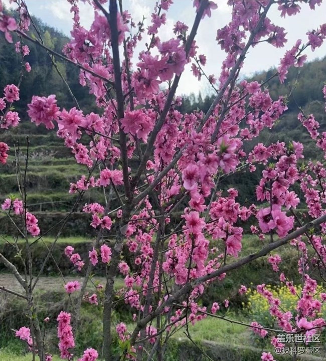 【折疊屏手機里的春天】花開燦爛