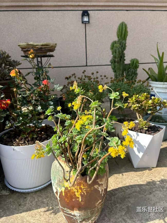 【折疊屏手機里的春天】春日多肉