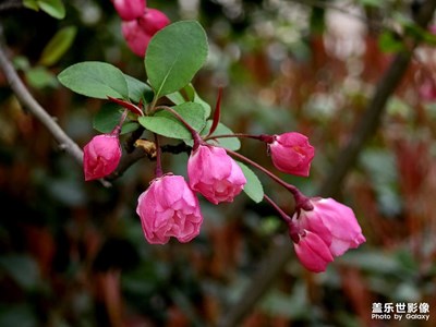 【春光里】+S26U之超長焦