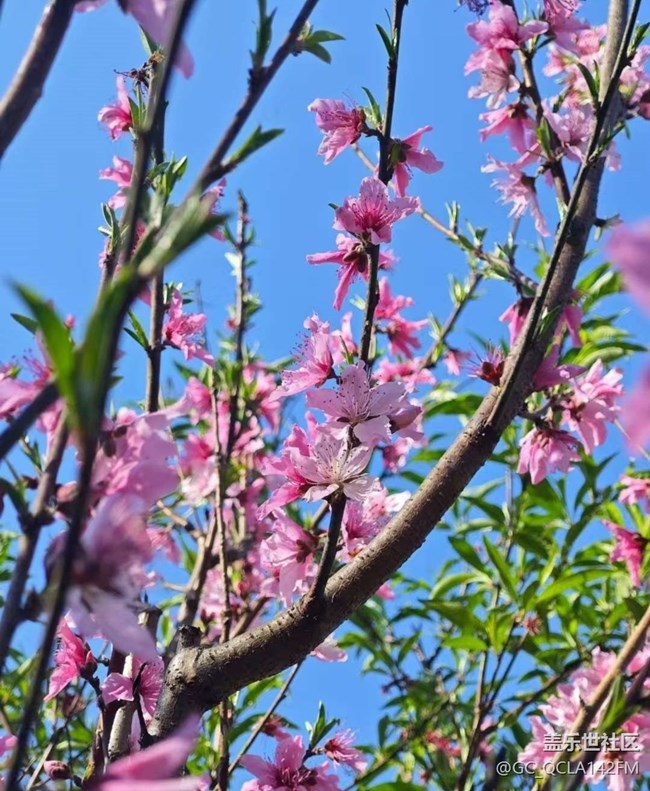 【折疊屏手機(jī)里的春天】各種花