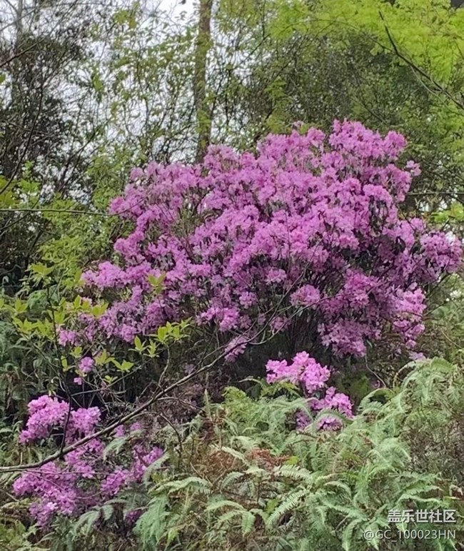 【折疊屏手機(jī)里的春天】花花草草