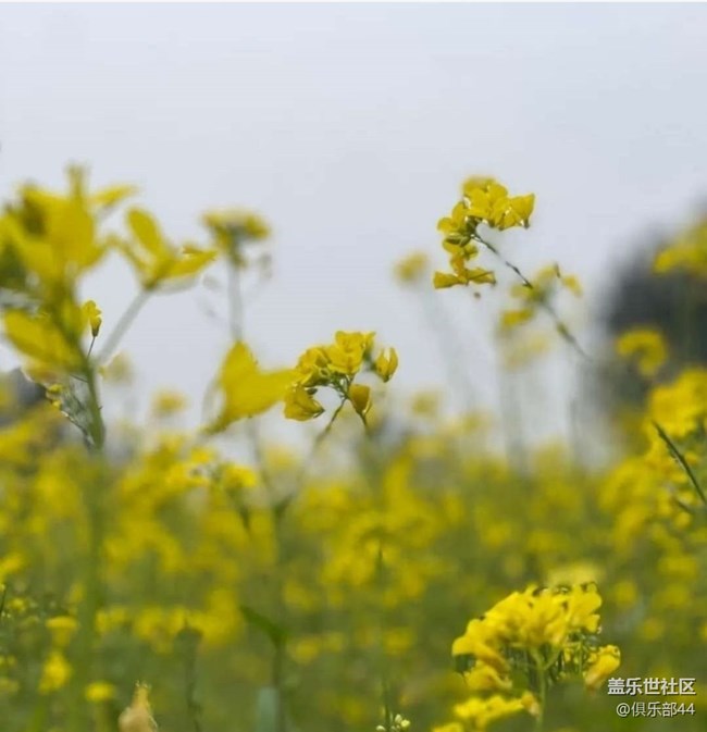 【折疊屏手機(jī)里的春天】花滿園