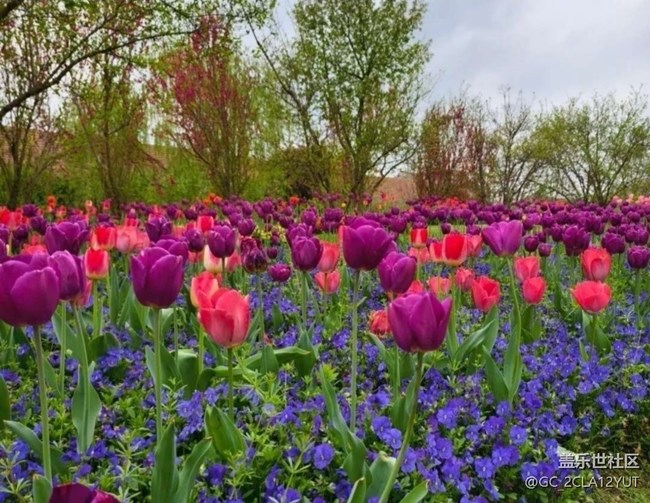 【折疊屏手機(jī)里的春天】花海