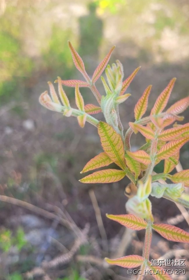 【折疊屏手機(jī)里的春天】一枝獨(dú)秀