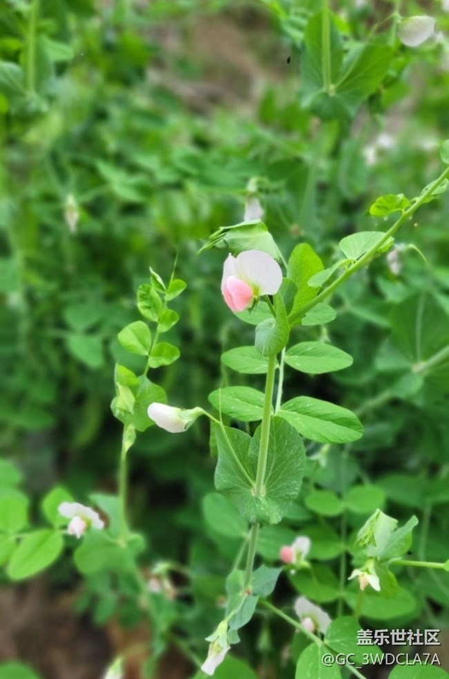 【折疊屏手機里的春天】豆花