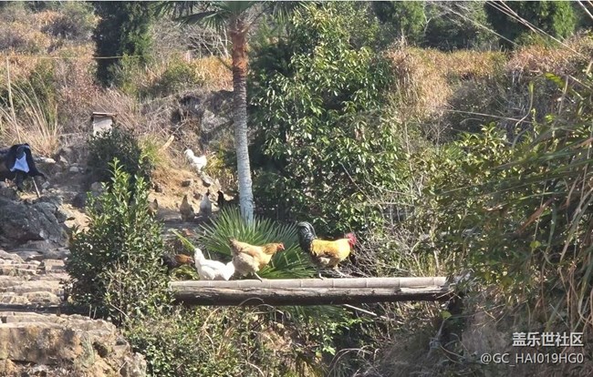 【折疊屏手機(jī)里的春天】美麗家鄉(xiāng)