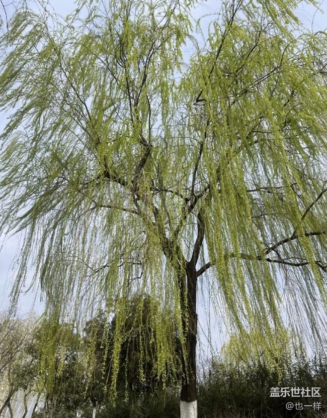 【折疊屏手機里的春天】春光明媚