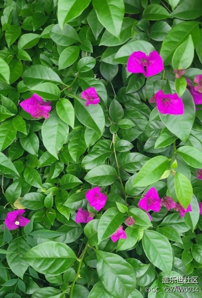 【折疊屏手機(jī)里的春天】繁花似錦