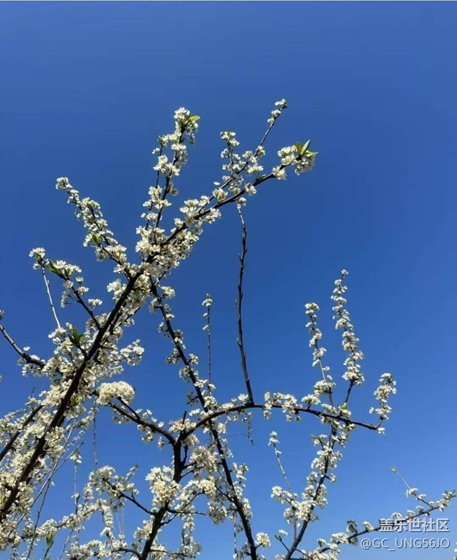 【折疊屏手機里的春天】春花