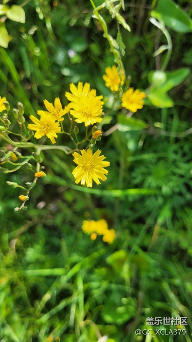 【折疊屏手機(jī)里的春天】自然植物