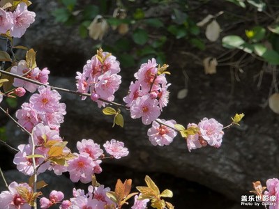 【春光里】+春花絢爛