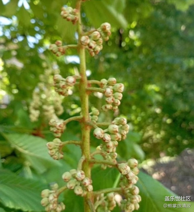 【折疊屏手機里的春天】開花