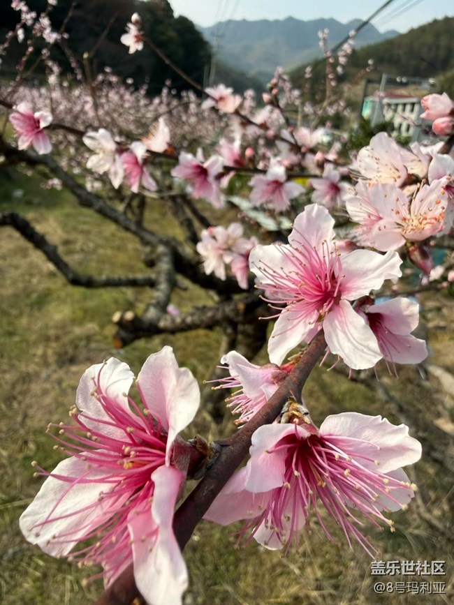 【折疊屏手機(jī)里的春天】賞花