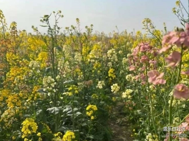 【折疊屏手機里的春天】菜花開