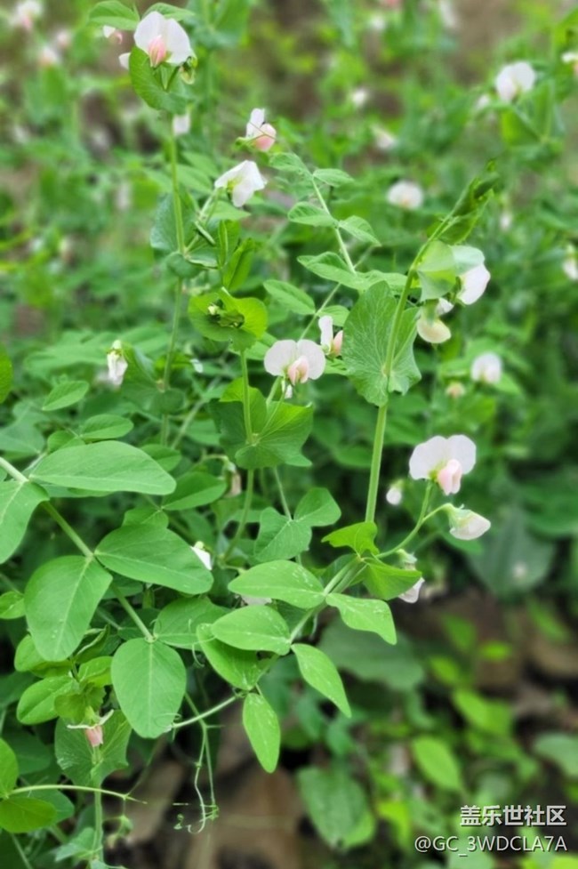 【折疊屏手機里的春天】豆花