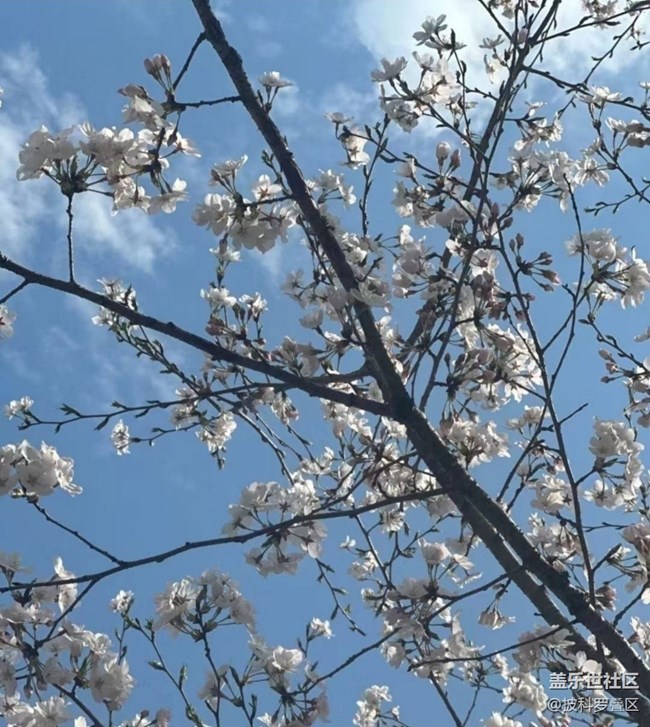 【折疊屏手機里的春天】花開燦爛