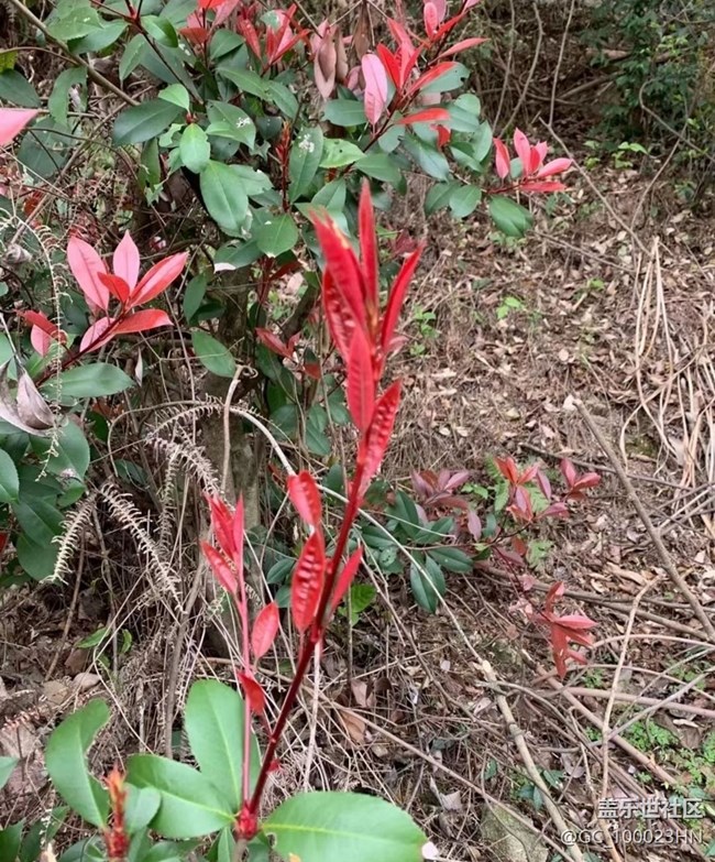 【折疊屏手機(jī)里的春天】花花草草