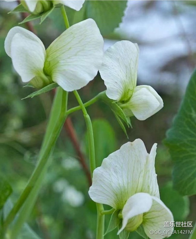 【折疊屏手機(jī)里的春天】各種花