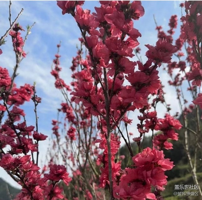 【折疊屏手機里的春天】花開燦爛