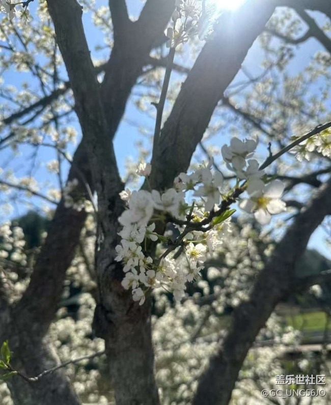 【折疊屏手機里的春天】春花