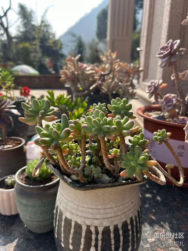 【折疊屏手機里的春天】春日多肉