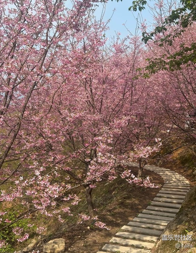 【折疊屏手機(jī)里的春天】櫻花谷