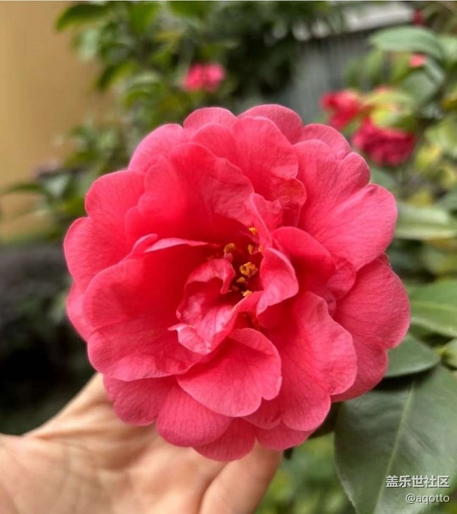 【折疊屏手機里的春天】春天的味道