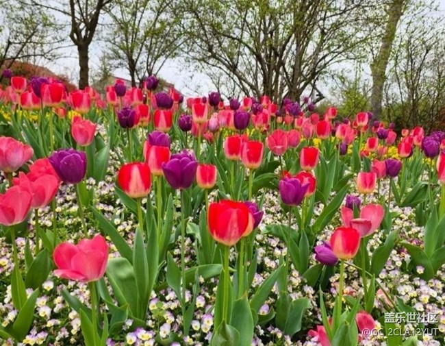 【折疊屏手機(jī)里的春天】花海