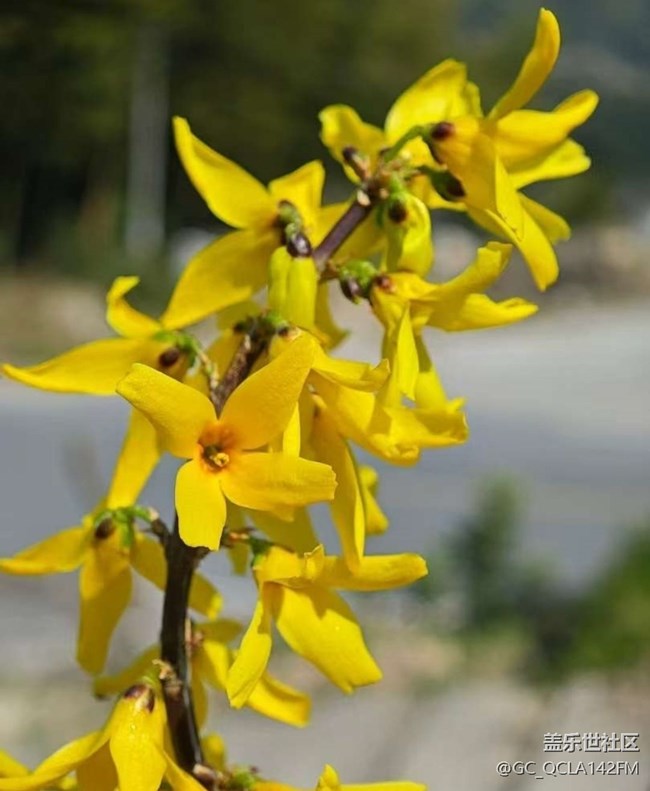 【折疊屏手機(jī)里的春天】各種花