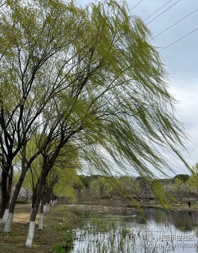 【折疊屏手機里的春天】美麗山村