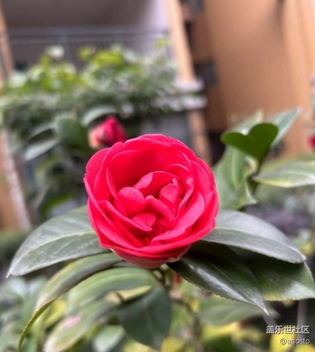 【折疊屏手機里的春天】春天的味道