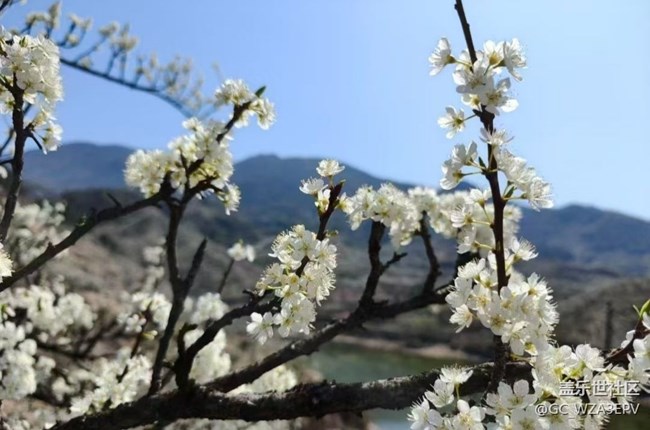 【折疊屏手機(jī)里的春天】梨花開