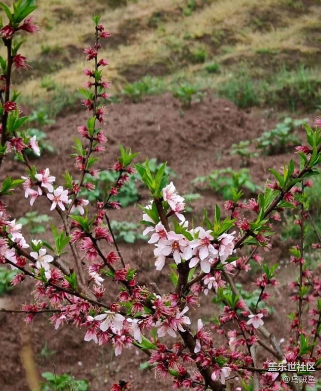 【折疊屏手機里的春天】雨后田野