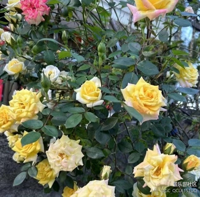 【折疊屏手機里的春天】百花齊放