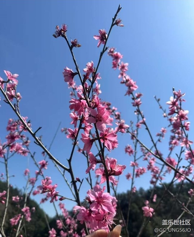 【折疊屏手機里的春天】春花