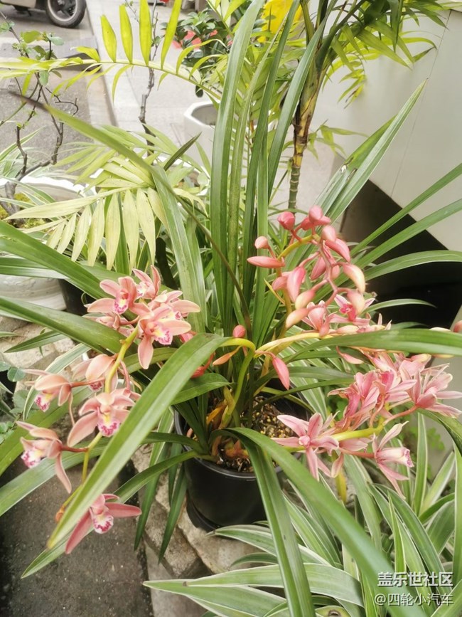 【折疊屏手機(jī)里的春天】美好發(fā)生