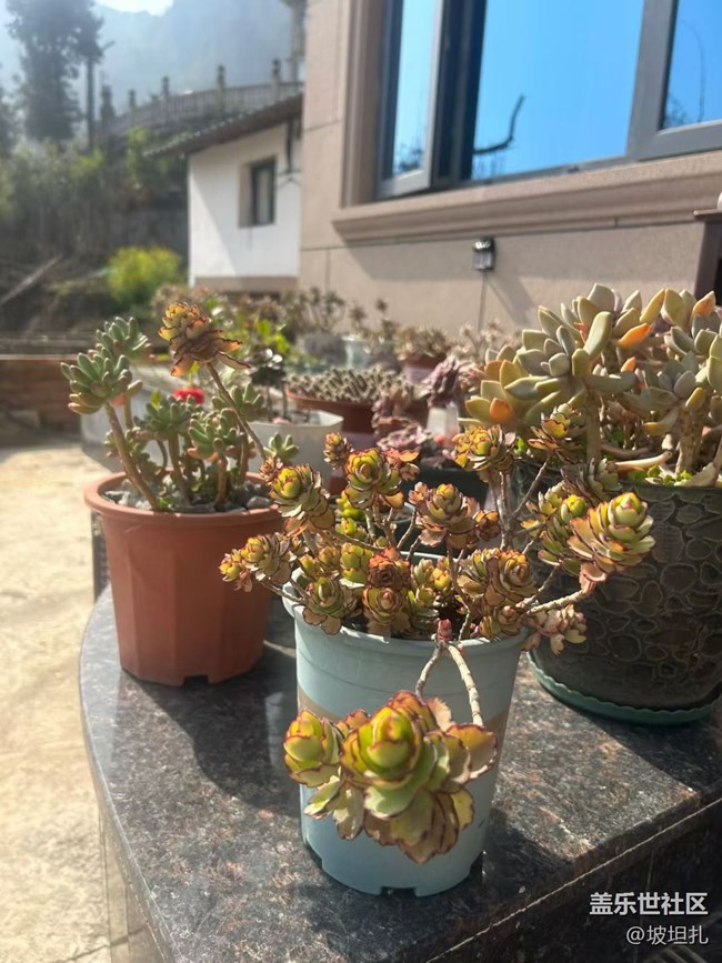 【折疊屏手機里的春天】春日多肉