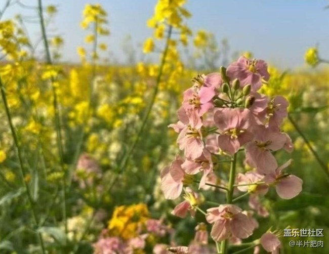 【折疊屏手機里的春天】菜花開