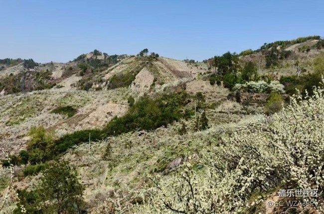 【折疊屏手機(jī)里的春天】梨花開