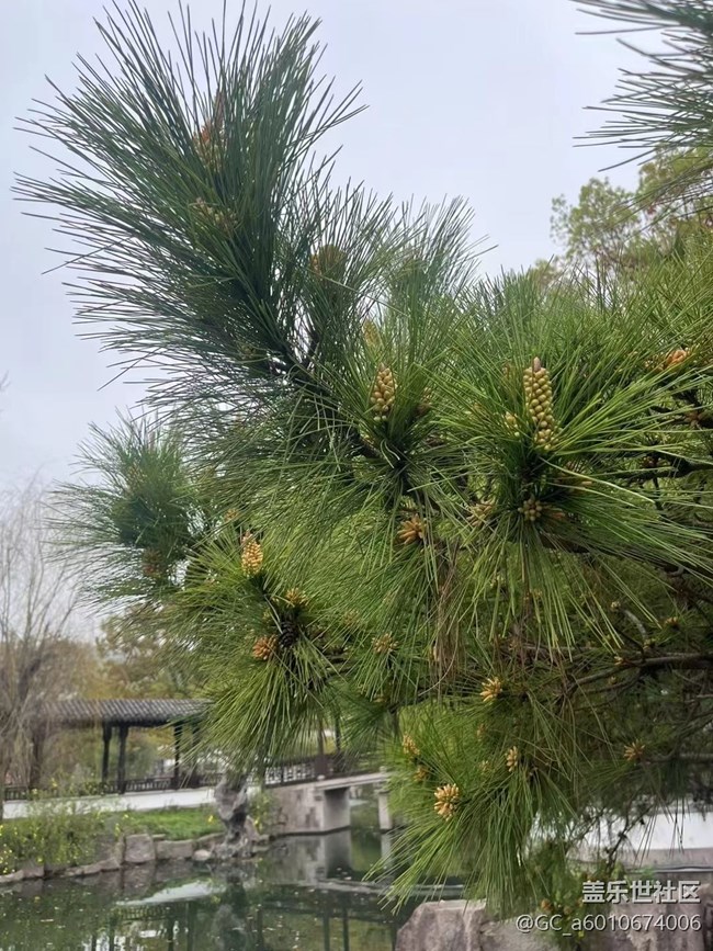 【折疊屏手機里的春天】美好自然