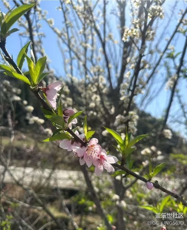 【折疊屏手機里的春天】春花