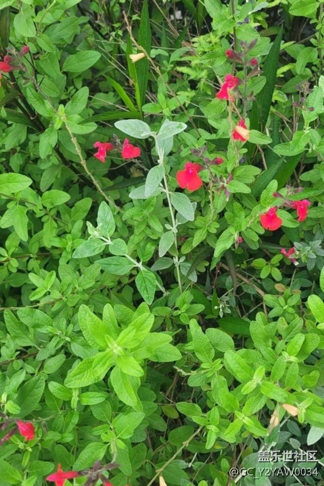 【折疊屏手機(jī)里的春天】繁花似錦