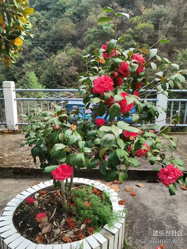 【折疊屏手機里的春天】美好自然