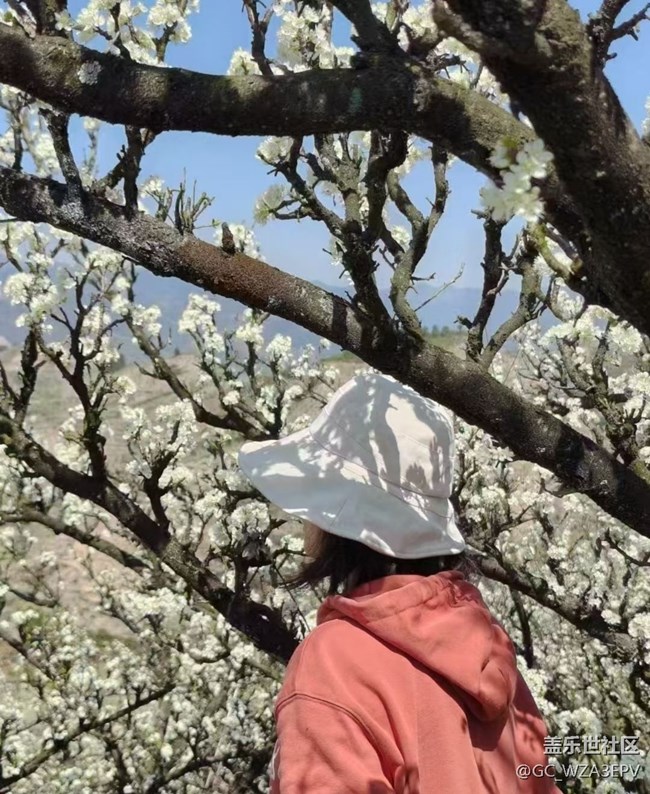 【折疊屏手機(jī)里的春天】梨花開