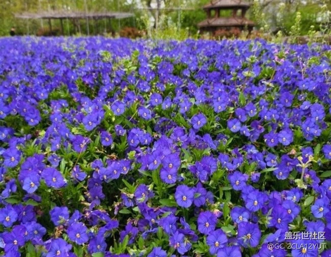 【折疊屏手機(jī)里的春天】花海