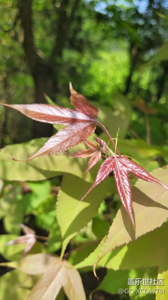 【折疊屏手機(jī)里的春天】自然植物