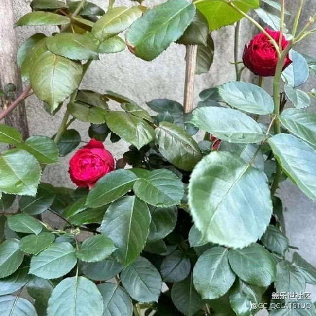 【折疊屏手機里的春天】百花齊放