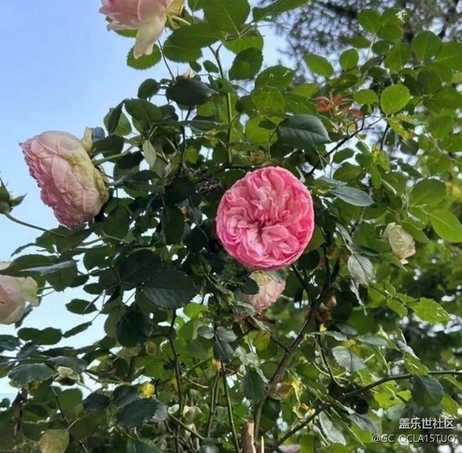 【折疊屏手機里的春天】百花齊放