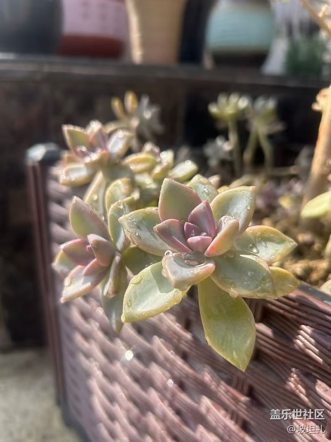 【折疊屏手機里的春天】春日多肉